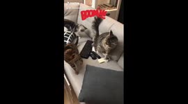 Mainecoon cat not gentle anymore