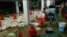 Chilling moment poultry workers spot cobra entering chicken coop in India