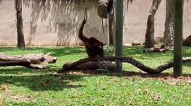 Orangutan seen eating a plastic bag after mistaking it for food