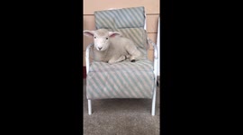 Meanwhile in New Zealand