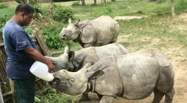 This wildlife rehabilitation center gives rhinos a new lease of life in northeast India
