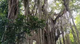 Locals in India plea to government to take care of historic tree that is 'centuries old'