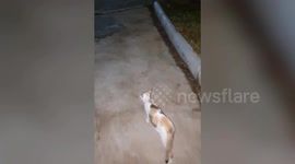 Mother cat leads human to her kittens for help feeding them