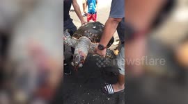 Heartbreaking moment giant green sea turtle is found dead in the Philippines