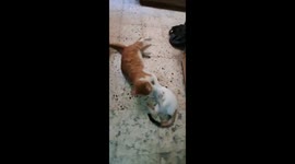 Mailo Aggressive Attacks Towards His Sister