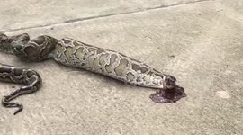 Gruesome moment python vomits out a stray dog