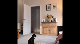 Family Surprised Their Daughters With An Adorable Cocker Spaniel Puppy