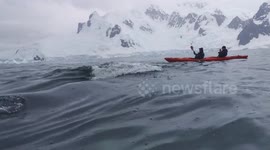 Humpback whale breaches just a few feet away from kayakers in Antarctica