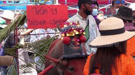 Water buffalo displays COVID-19 warning at famous bull festival in Thailand