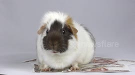White and brown guinea pig munching while standing on bank notes (Scottish notes)