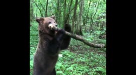 Teddy bear in the forest. Cute