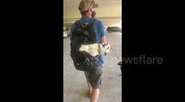 Sneaky Louie the cat pops his little head out the backpack while trying to sneak into hotel