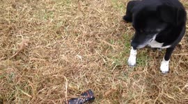 Farmdog and lamb unsure what to do with squeaky toy.