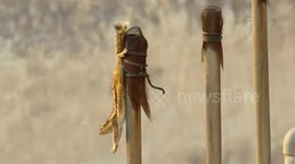 Squirrel seen doing 'yoga stretches' on wooden post