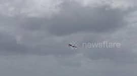 Australasian Gannet or Tākapu delivers nesting material to mate and gets lots of appreciation at the Muriwai gannet colony in New Zealand