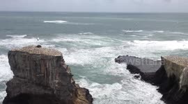 Gannets Soaring Over Gannet Colony on Windy Day in Muriwai Beach, New Zealand