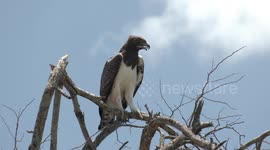 Africa’s most formidable bird – the magnificent Martial Eagle