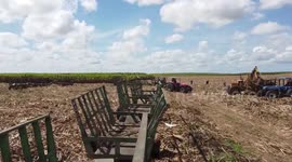 CANE COLLECTION