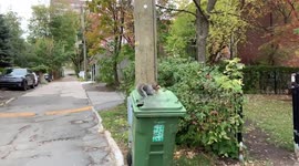“I am Amazing“ kid’s hilarious reaction to a squirrel