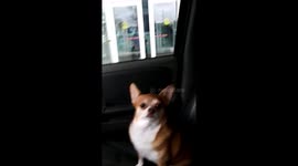 Tinkie can't wait to get to Dad