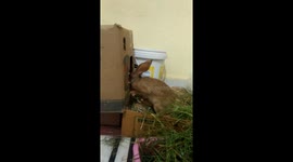 Rabbit it is so beautiful. Rabbit behaves like a small child. rabbit always place with us many of the people in the world likes rabbit because of Innocence of the rabbit in this video we can see the innocence of the rabbit.