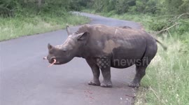 Cute Rhino calf chewing a stick before his mother approach us for a closer look