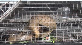 Indian pangolin receives treatment after dog attack in Sri Lanka