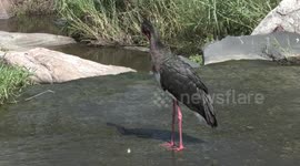 A stunning Black Stork preening itself to be even more beautiful