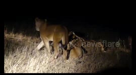 Lions kill wildebeest right in front of our car at Kruger National park