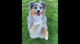 Dog Performing Play Dead Trick