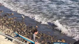 Playful dog battles with the waves on California beach