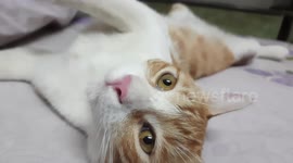 Mailo Kitten Relaxing On Bed