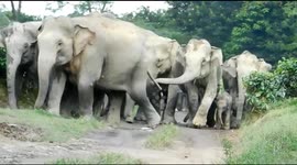 Elephant herd barge into east Indian tea garden