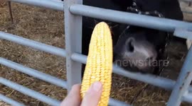 Cow Swalls Entire Ear of Corn