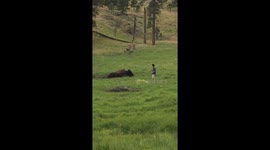 Man Runs From Charging Bison In National Park