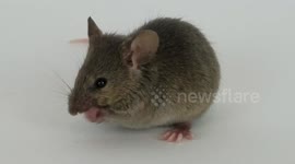 Adorable Video of Brown Mouse Grooming Itself to Perfection on White Background