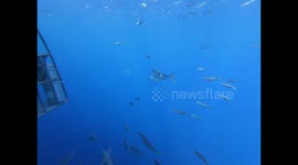 Great White Shark tries to Attack Cage  Guadalupe Island, Mexico