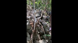 Palawan Forest Monkey