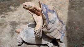 Sound on: Sulcata tortoise mating loudly in zoo Malaysia