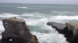 Hundreds of gannets nest on clifftop colony in New Zealand