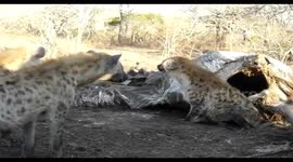 Hyenas fighting over Elephant Carcass, one Hyena hides in the rear end of the Elephant in Kruger park