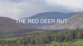 Observing a Red Deer Rut