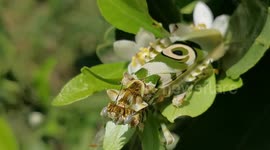 Flower mantis and ant