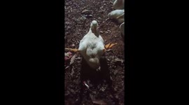 Adorable duckling lays on its back and moves legs like swimming