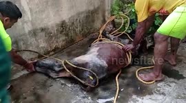 Firefighters rescue stranded cow in southern India
