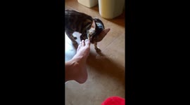 Cat smells feet, Cat get shocked
