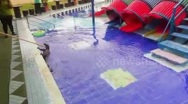 Monitor lizard caught in deserted swimming pool at Thai hotel during pandemic