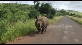 Rhino sandwich in Hluhluwe game reserve