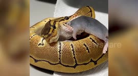Two-headed python swallows a mouse in Kansas