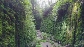 Redwood Forest Fern Canyon - Drone Footage